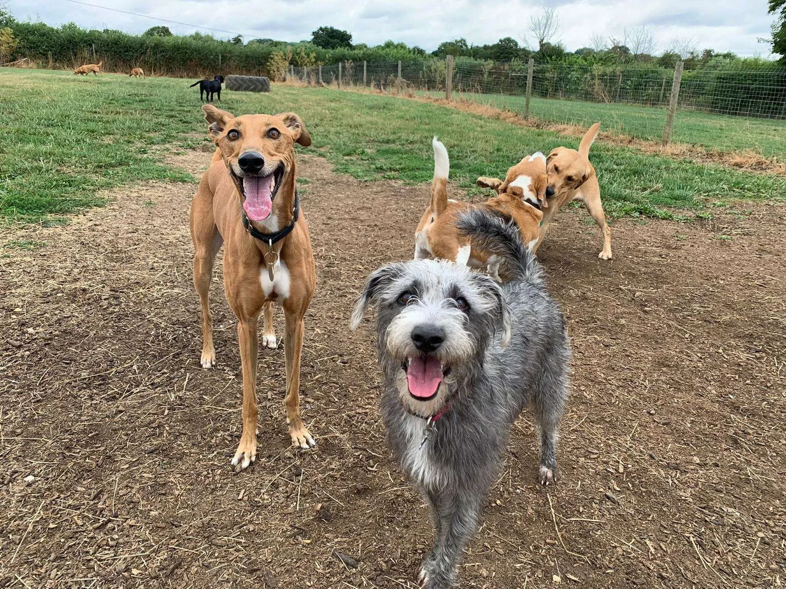 Group of dogs playing outdoors in a fenced grassy area, with trees and a cloudy sky in the background.