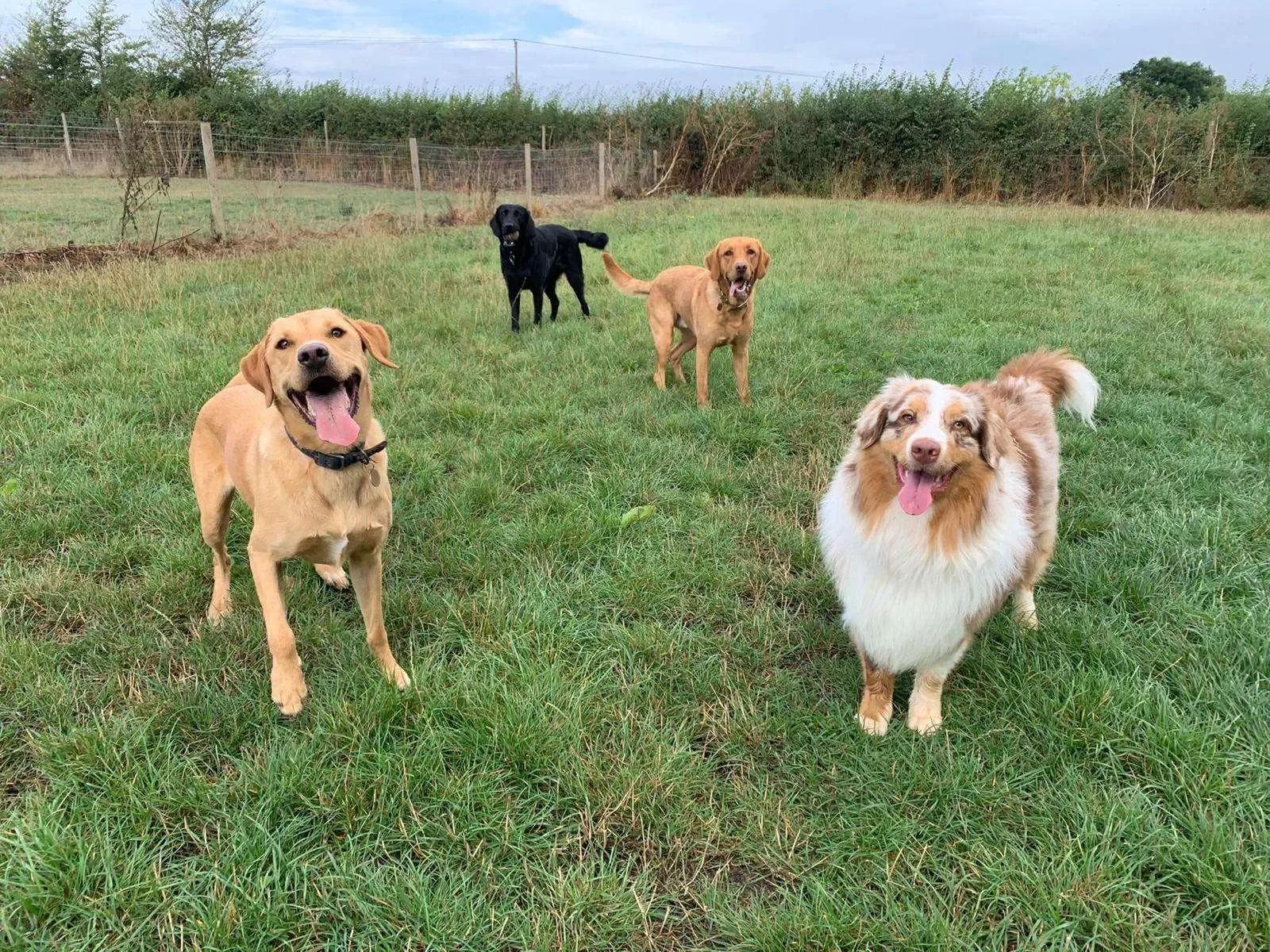 Four dogs standing on a grassy field with a fence and trees in the background.