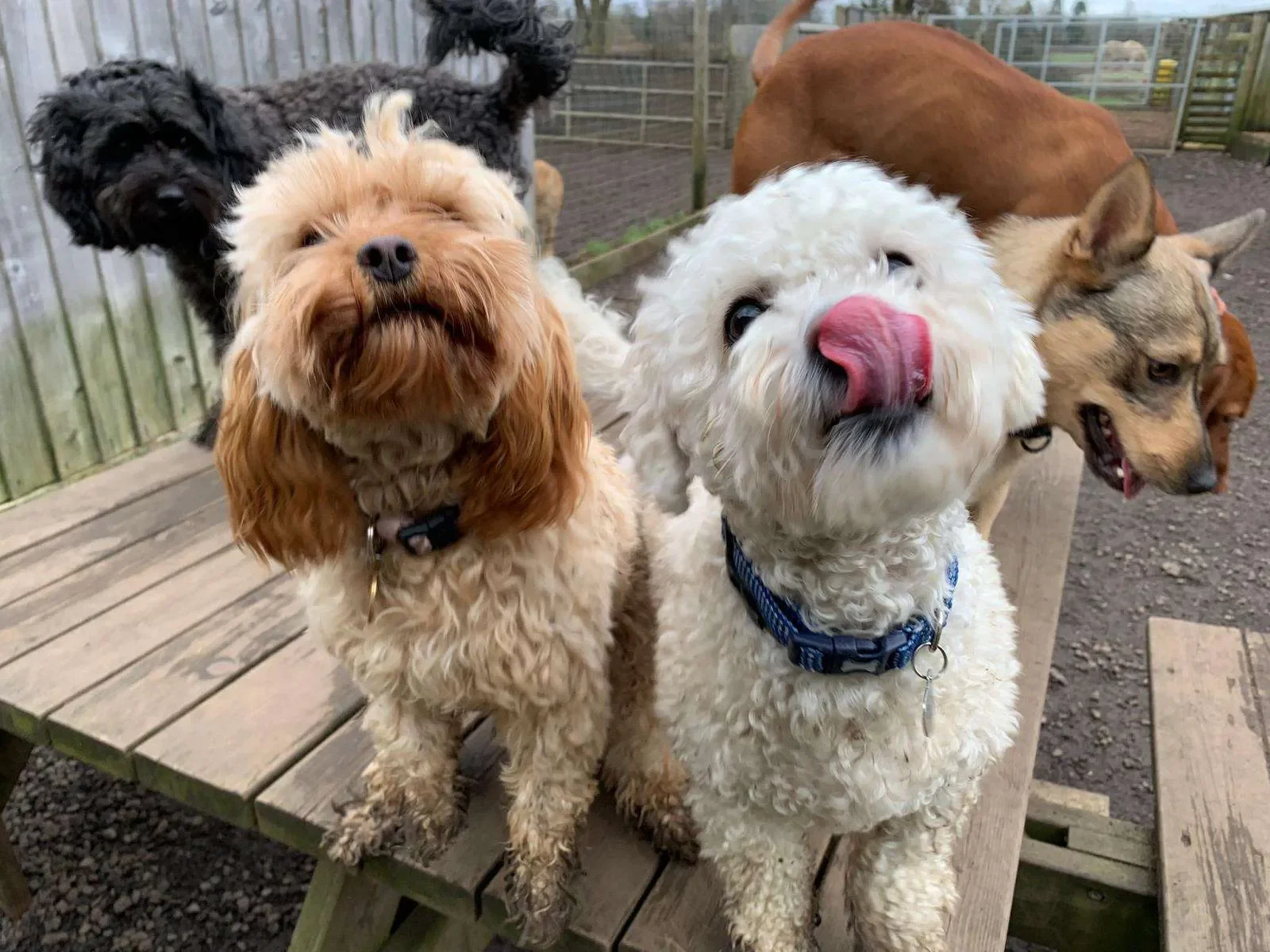 Five dogs on a wooden pet play area, with wooden fencing in the background. The dogs include two small curly-haired white dogs, a small tan and black dog, a larger black dog, and a large reddish-brown dog.