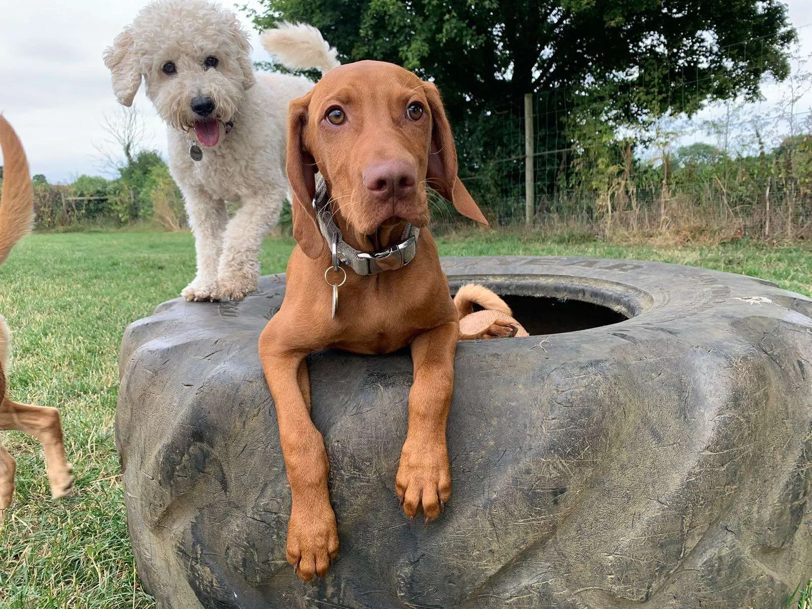 Two dogs on a grassy field near a large tree and fence. One brown dog with floppy ears is lying inside a large tire, and one fluffy white dog with black eyes is standing behind, looking at the camera.