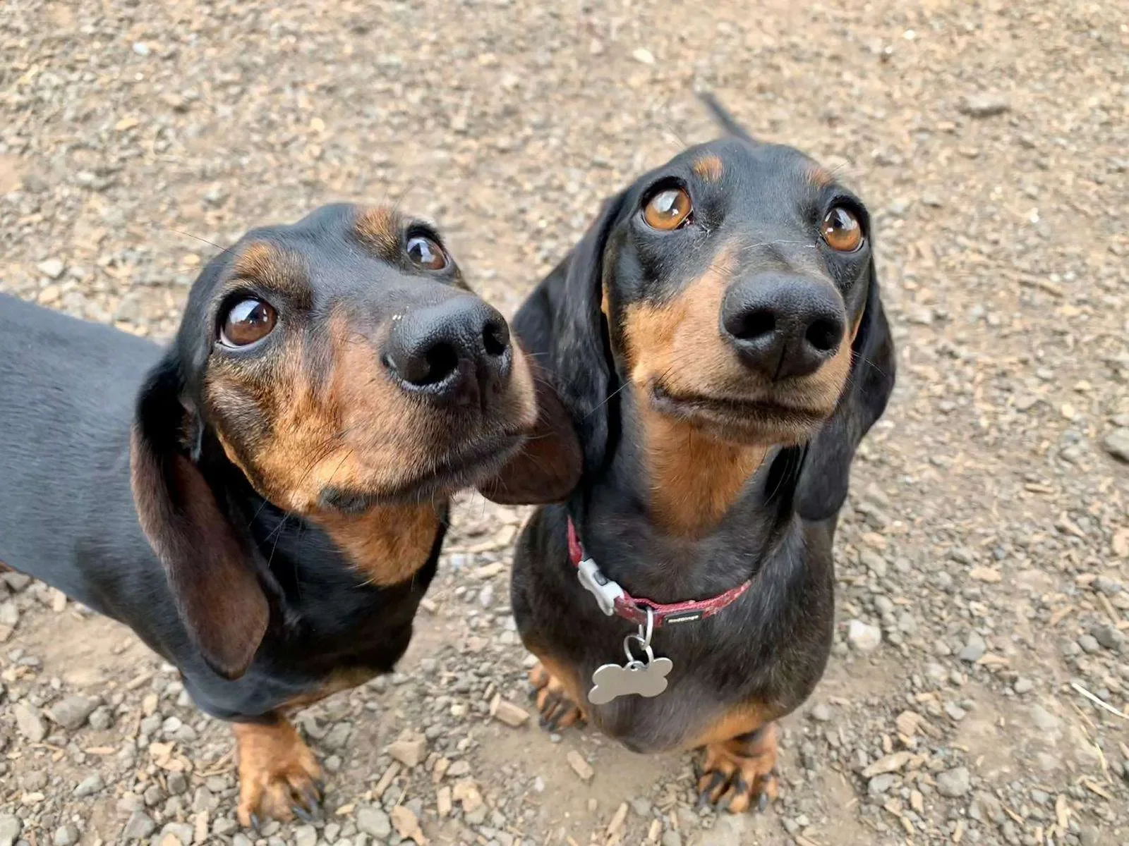 Two black and tan Dachshund dogs standing on gravel, looking up with curious expressions.