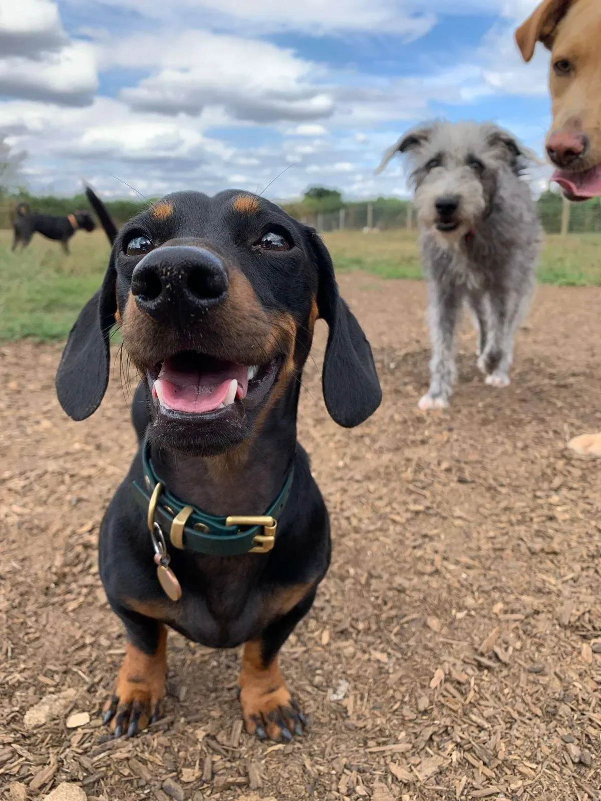 Close-up of a happy black and tan Dachshund in the foreground, smiling, with other dogs in the background on a dirt field under a partly cloudy sky.