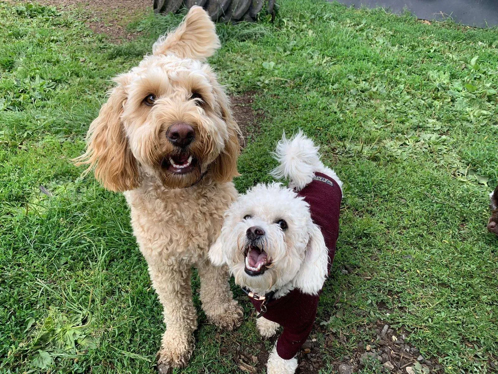 Two happy dogs, one large with curly tan fur and one small with white curly fur, standing on grass outdoors.