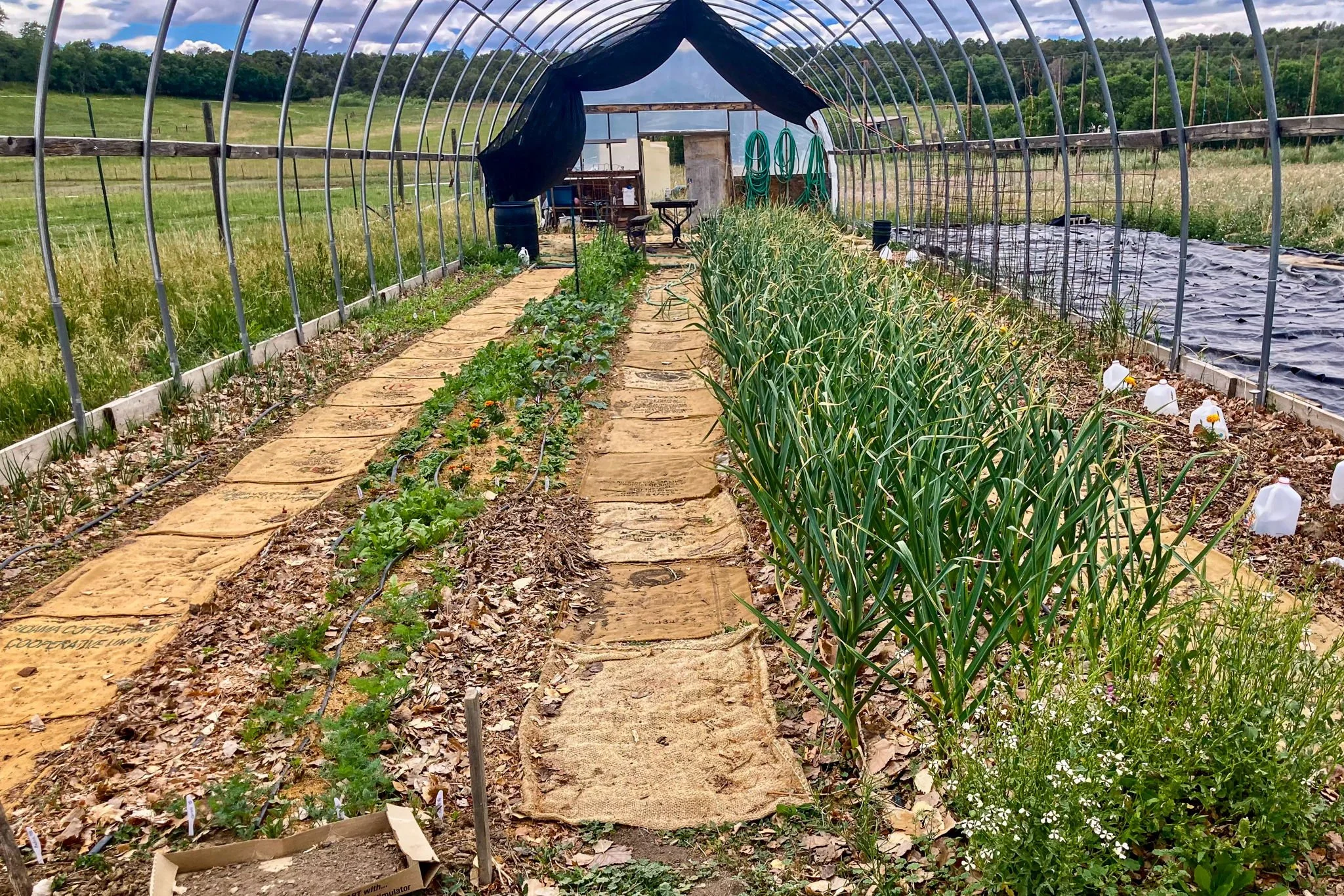 A greenhouse or hoop house with a dirt floor and pathways made of fabric. Inside are various vegetables growing, including leafy greens and what appears to be onions or garlic. The interior is shaded with a black cover at the far end, and there are h