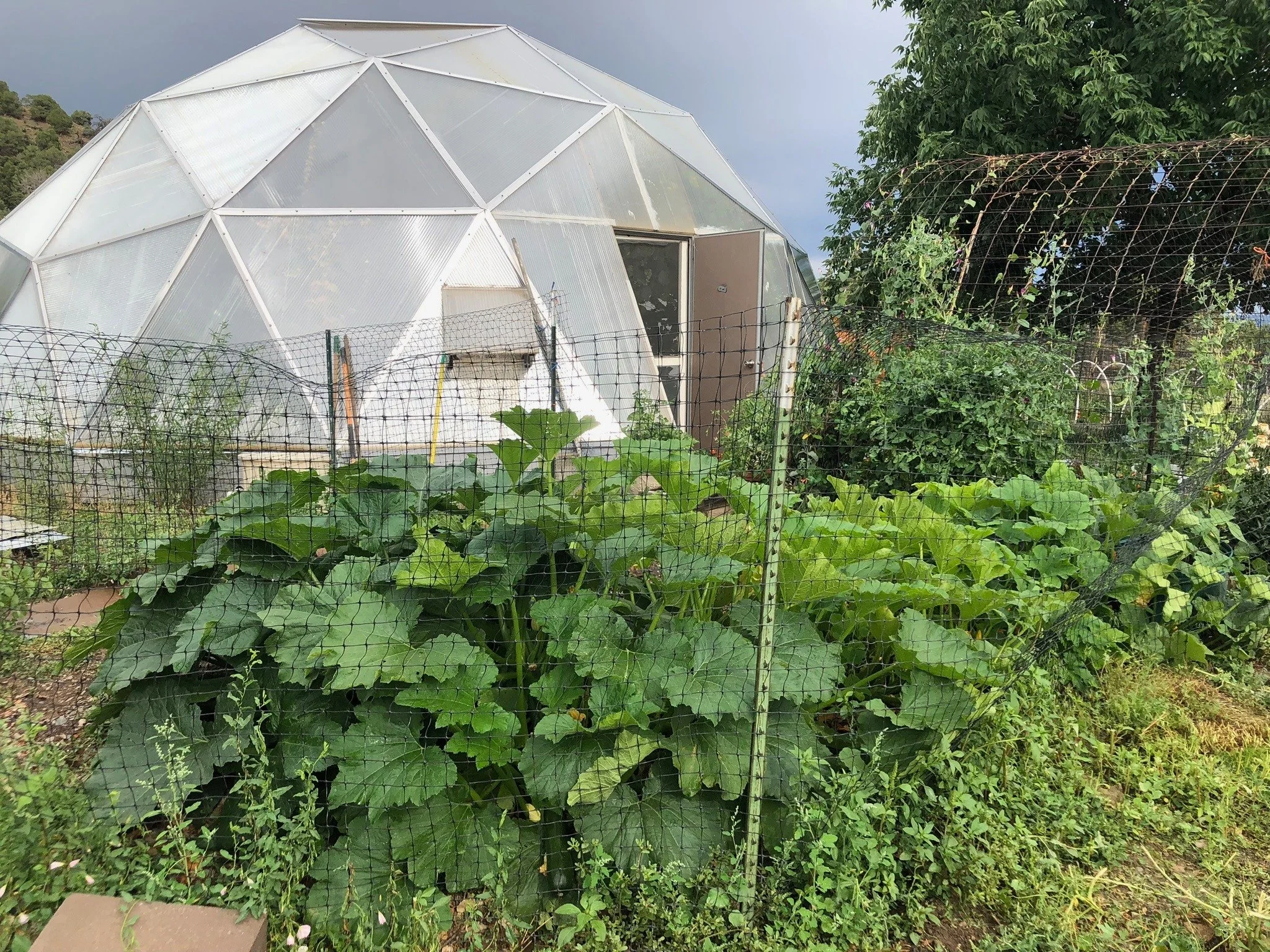 A greenhouse made of transparent panels with a surrounding garden of green plants and vegetables, enclosed by a wire fence.