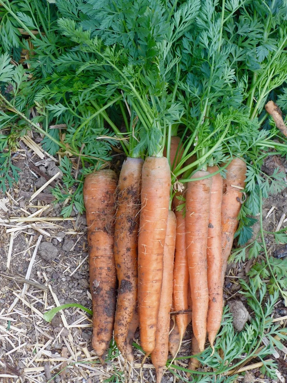 Carrots harvested from the land. 