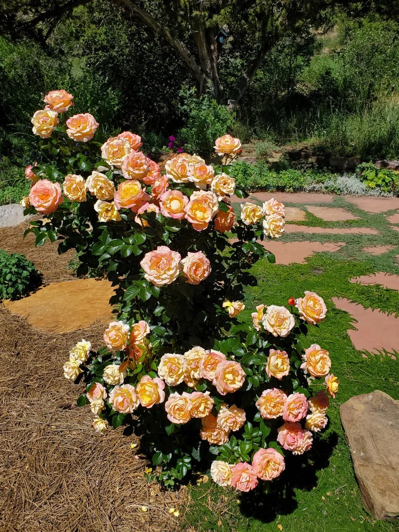 A bush with peach-colored roses in a garden.