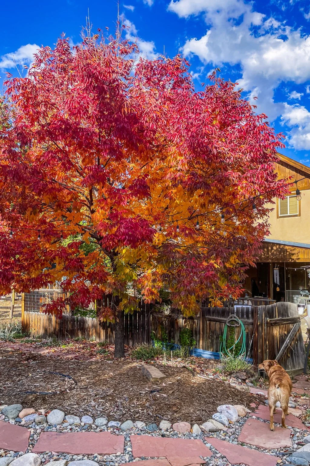 A large tree with bright red and orange leaves in a backyard, with a wooden fence and a yellow house in the background. There are rocks and a dog in the yard, and string lights hanging from the tree.