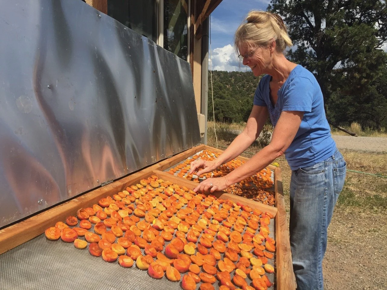 Drying apricots in the solar dehydrator.