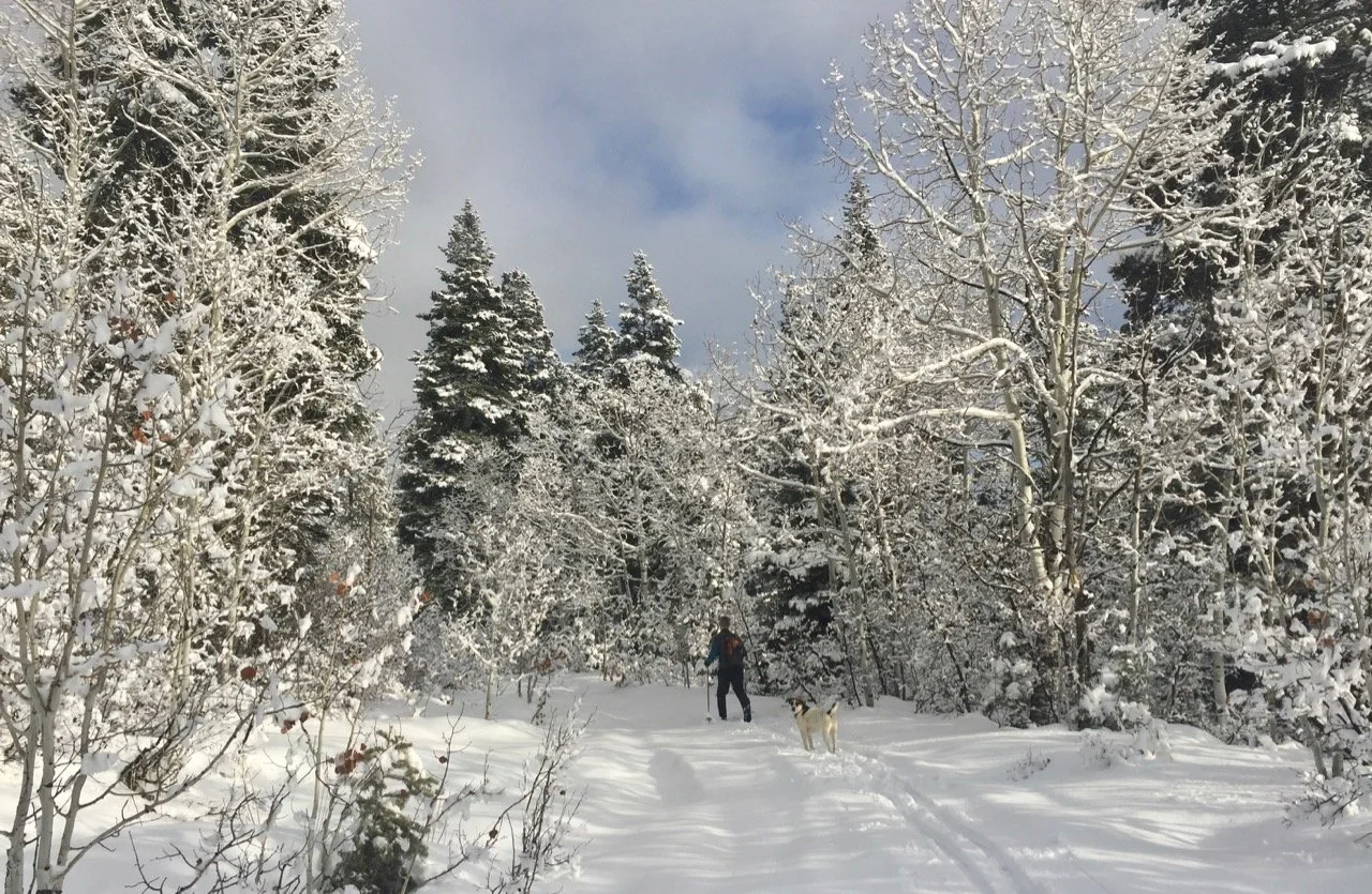 Cross country skiing at Beaver Meadows, just up the highway from Heartwood.