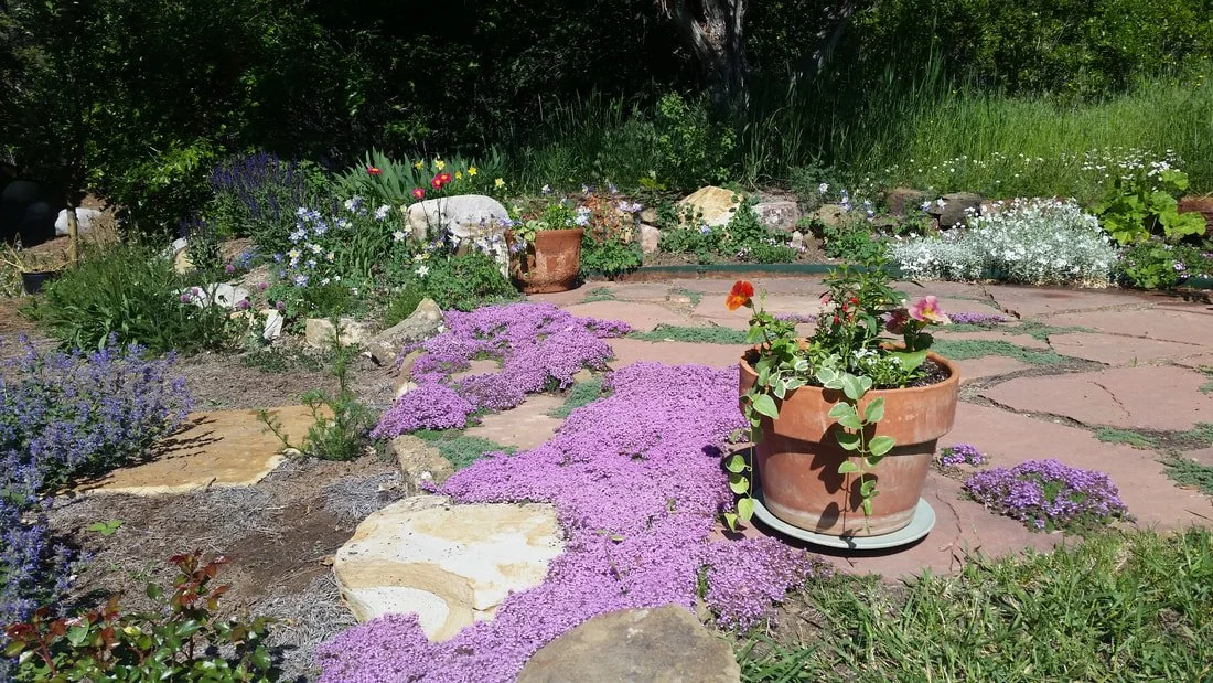 A garden with a stone pathway bordered by purple, white, and green flowering plants, and large potted flowers in terracotta pots.