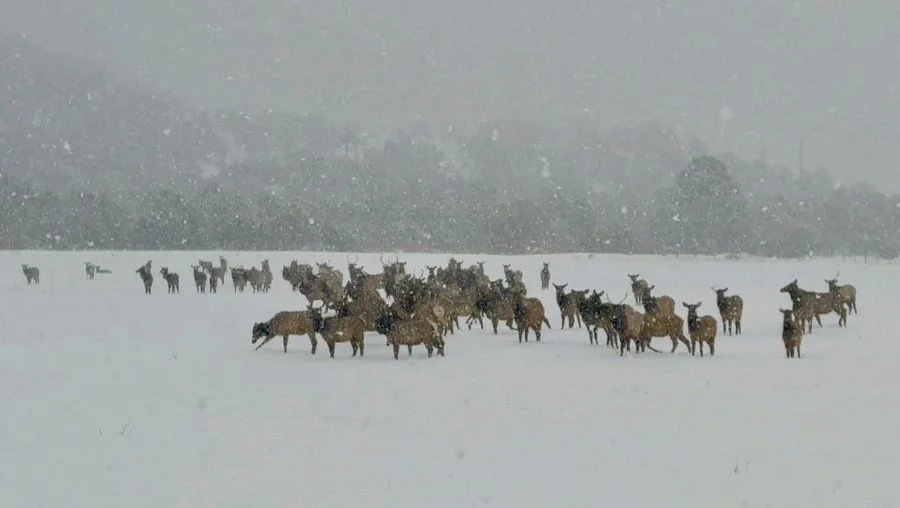 A herd of elk in the pasture.