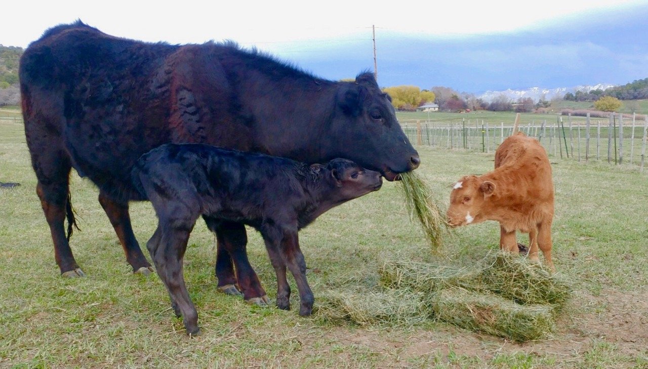 Dinner time in the pasture.