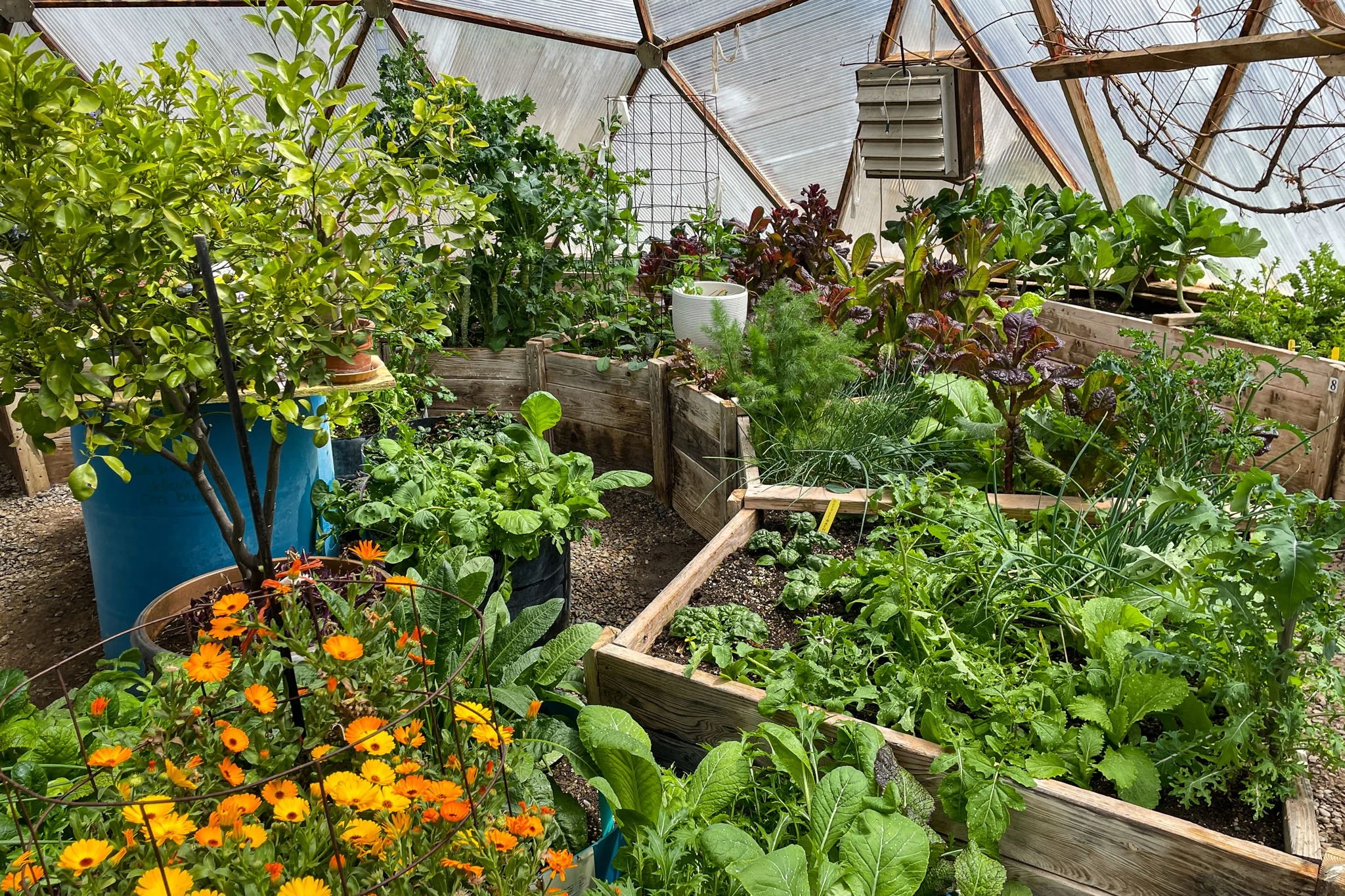 Vegetable garden inside a greenhouse with raised wooden beds, leafy greens, herbs, flowering plants, and a cow manure compost bin.