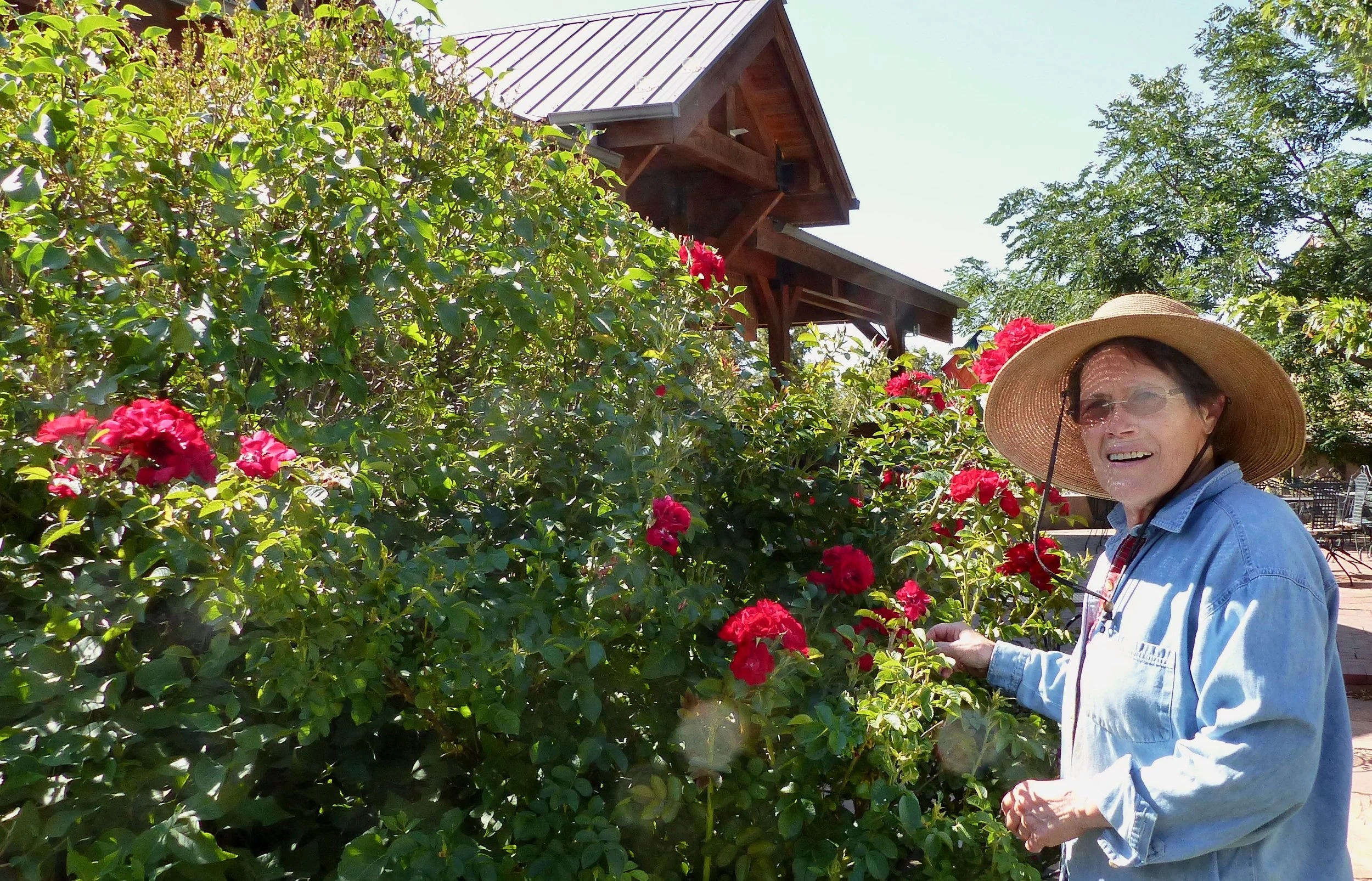 Caring for the common house roses.