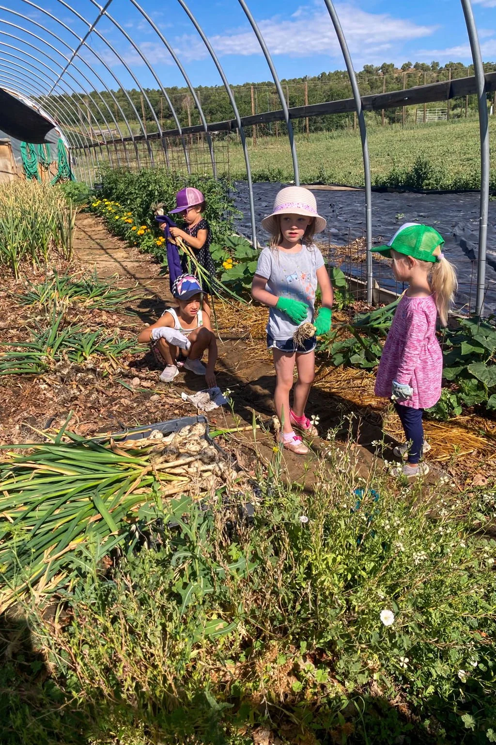 Four young girls working in a garden, planting and harvesting vegetables under a greenhouse structure on a sunny day.