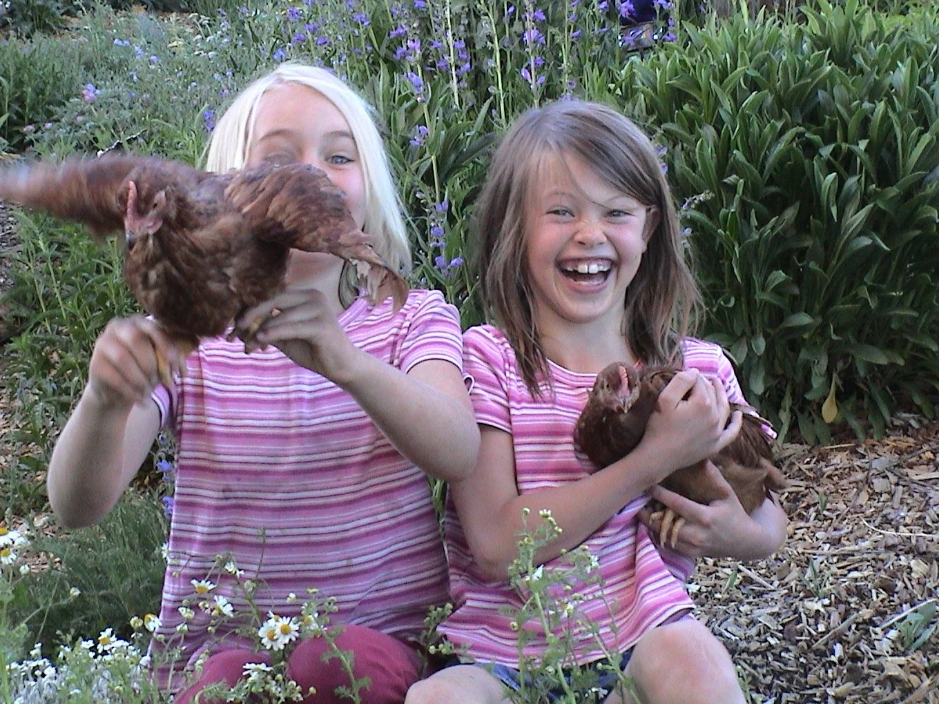 Hopefully the chickens are having as much fun as the girls.