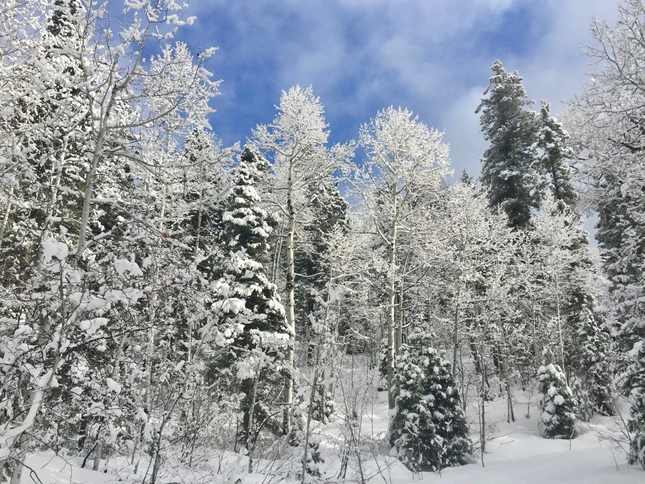 The San Juan National Forest is only a ten minute drive from Heartwood.