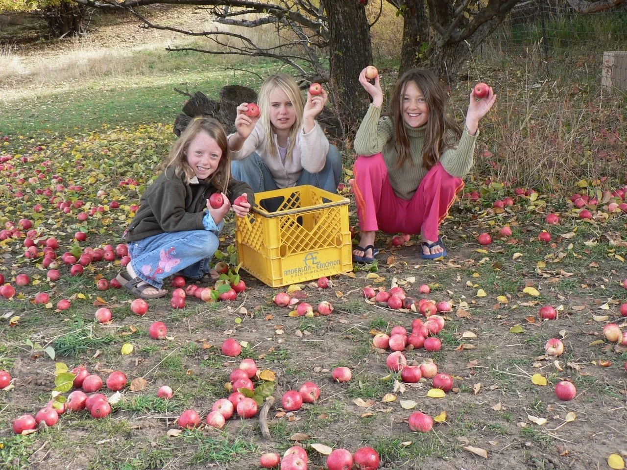 Harvesting apples to make cider.