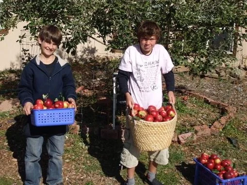 Autumn means apple harvest time.