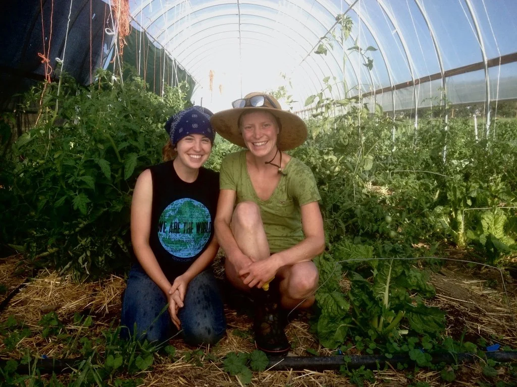 Growing produce in the high tunnel greenhouse.