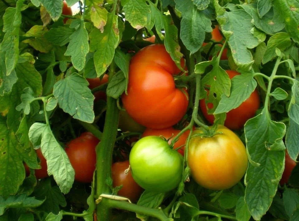 Greenhouse tomatoes.