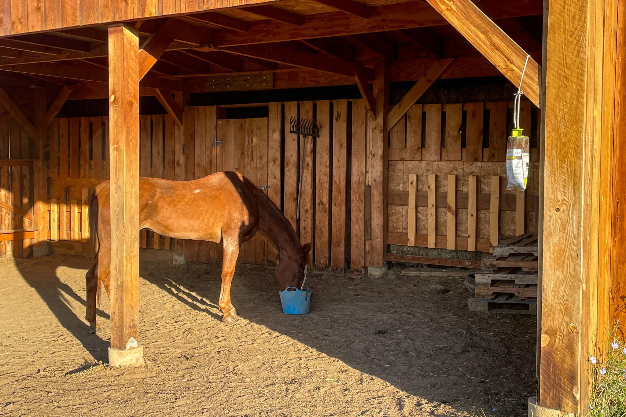 A horse in a wooden stable drinking from a blue bucket.