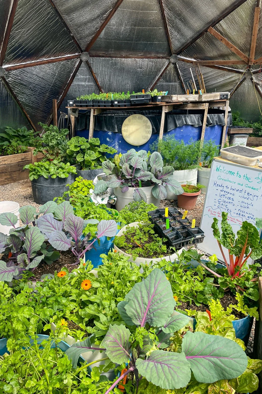 Inside a greenhouse with various potted leafy vegetables and herbs, a thermometer, and a whiteboard with a welcome message and list of plants.