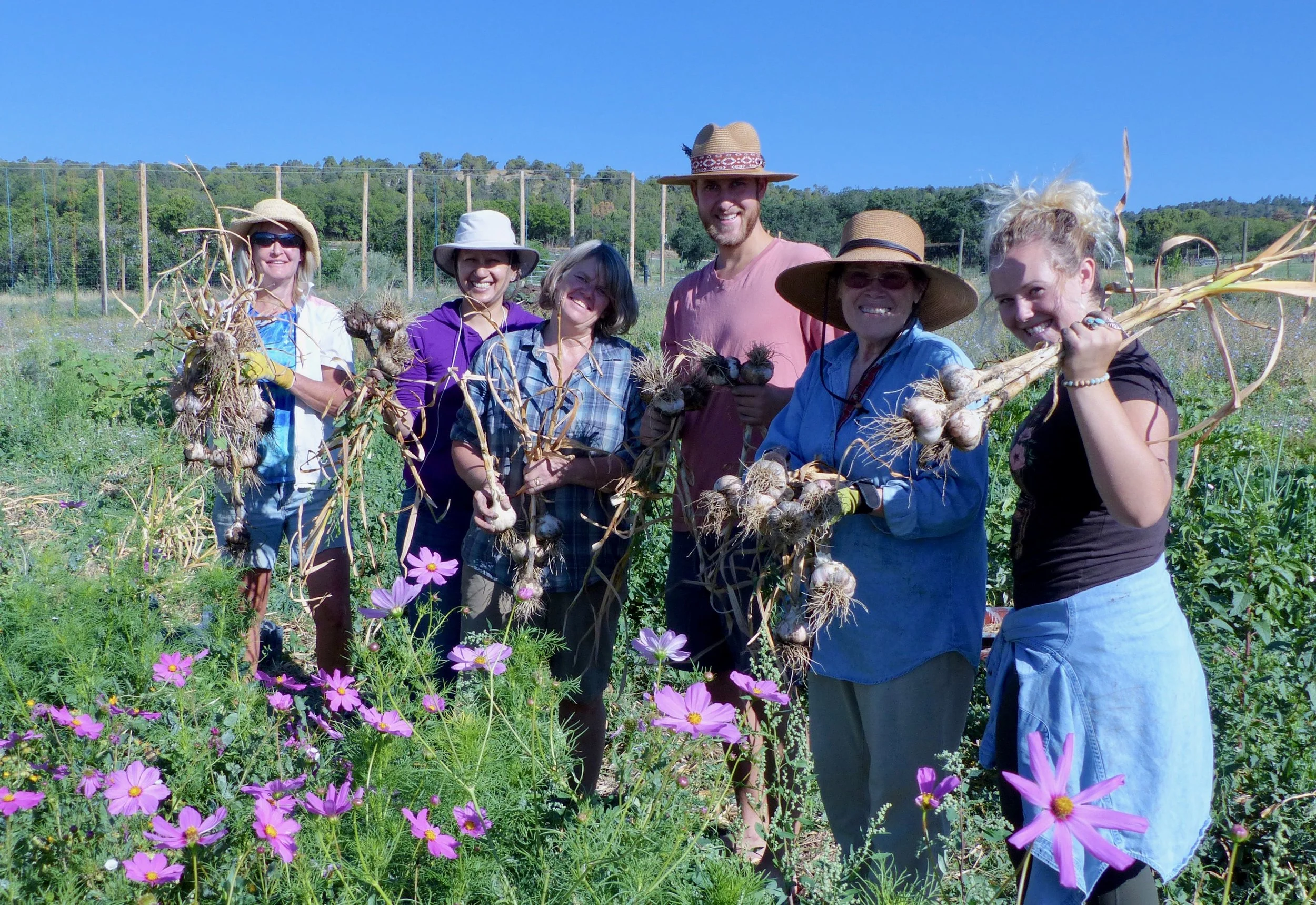 Harvesting huge heads of garlic down at the farm.