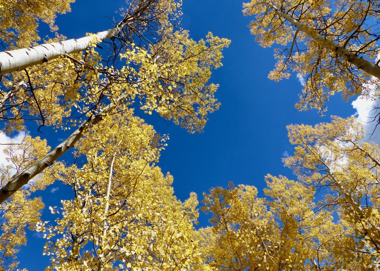 Golden aspen leaves under a cobalt blue sky.
