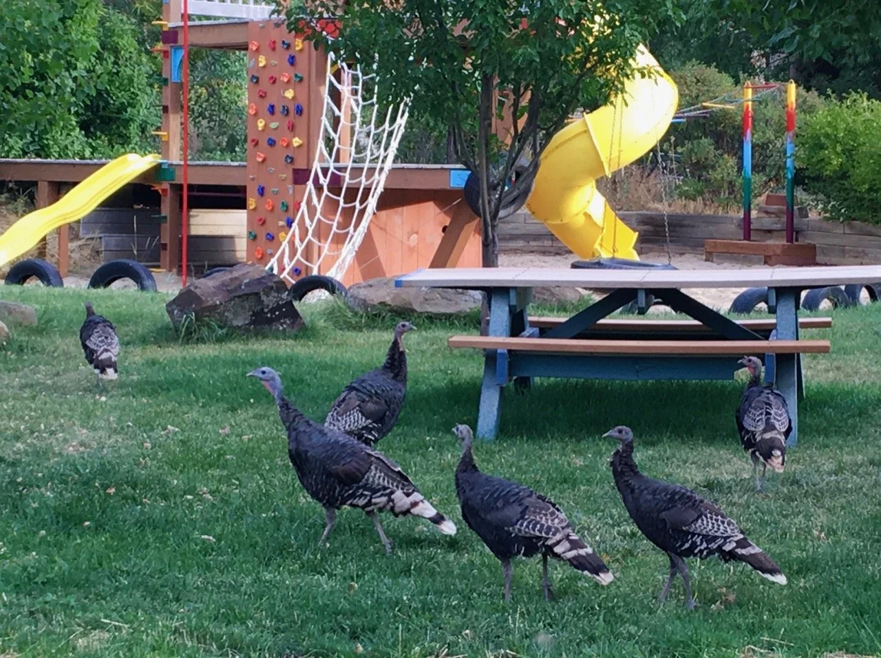 Wild turkeys in the village green.