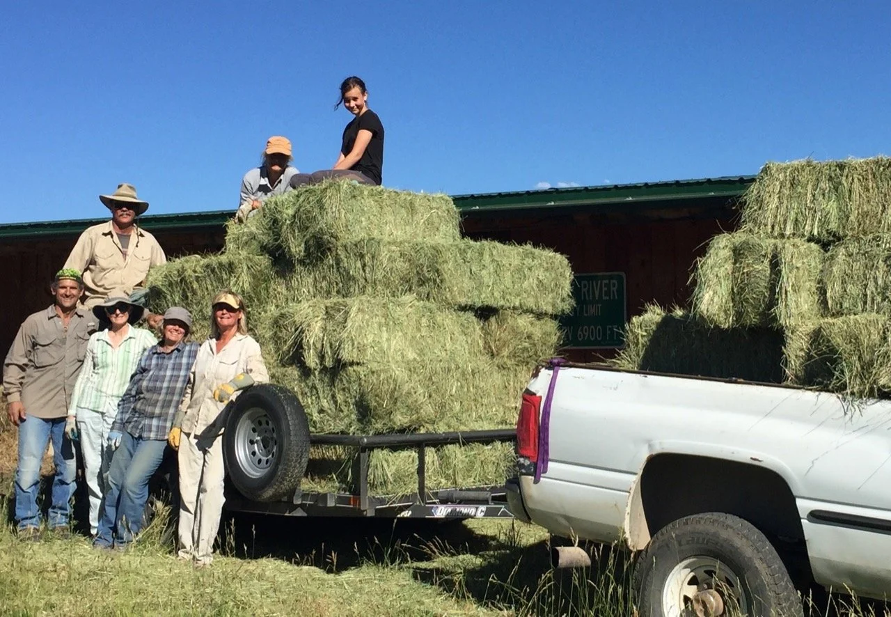 Bringing in the hay.