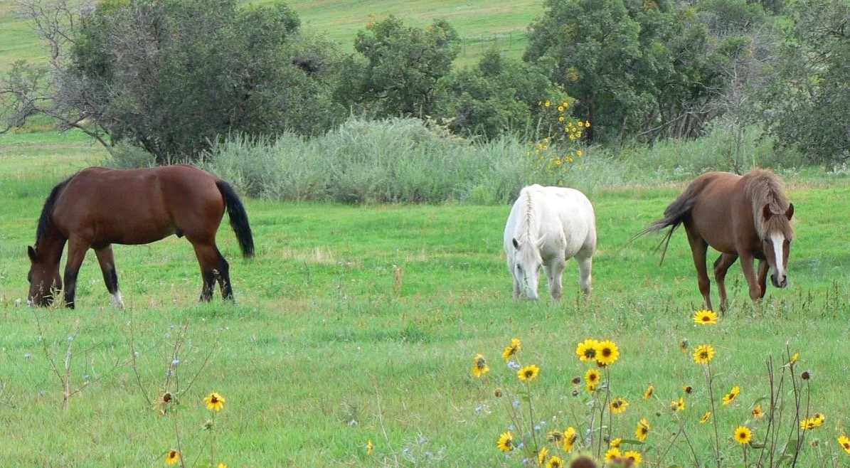 We have excellent water rights for our 65 acres of irrigated pastureland where we raise livestock and organic produce.