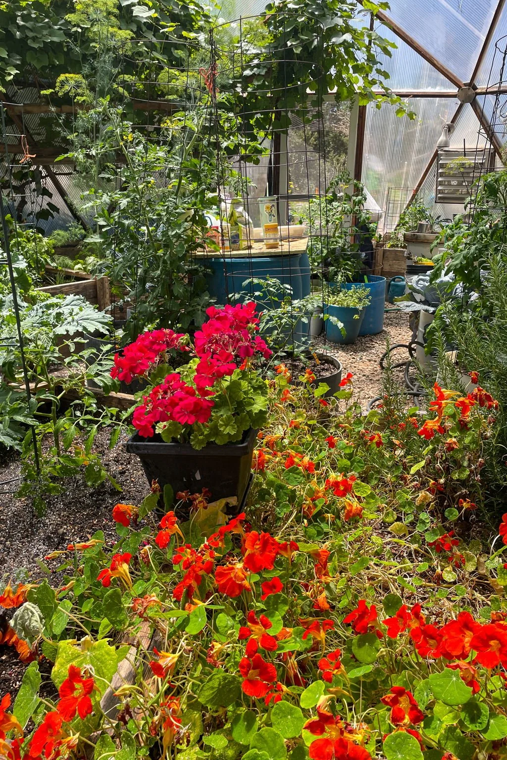 A greenhouse filled with various green plants and colorful flowers, including red and orange blooms, with sunlight coming through the transparent roof.