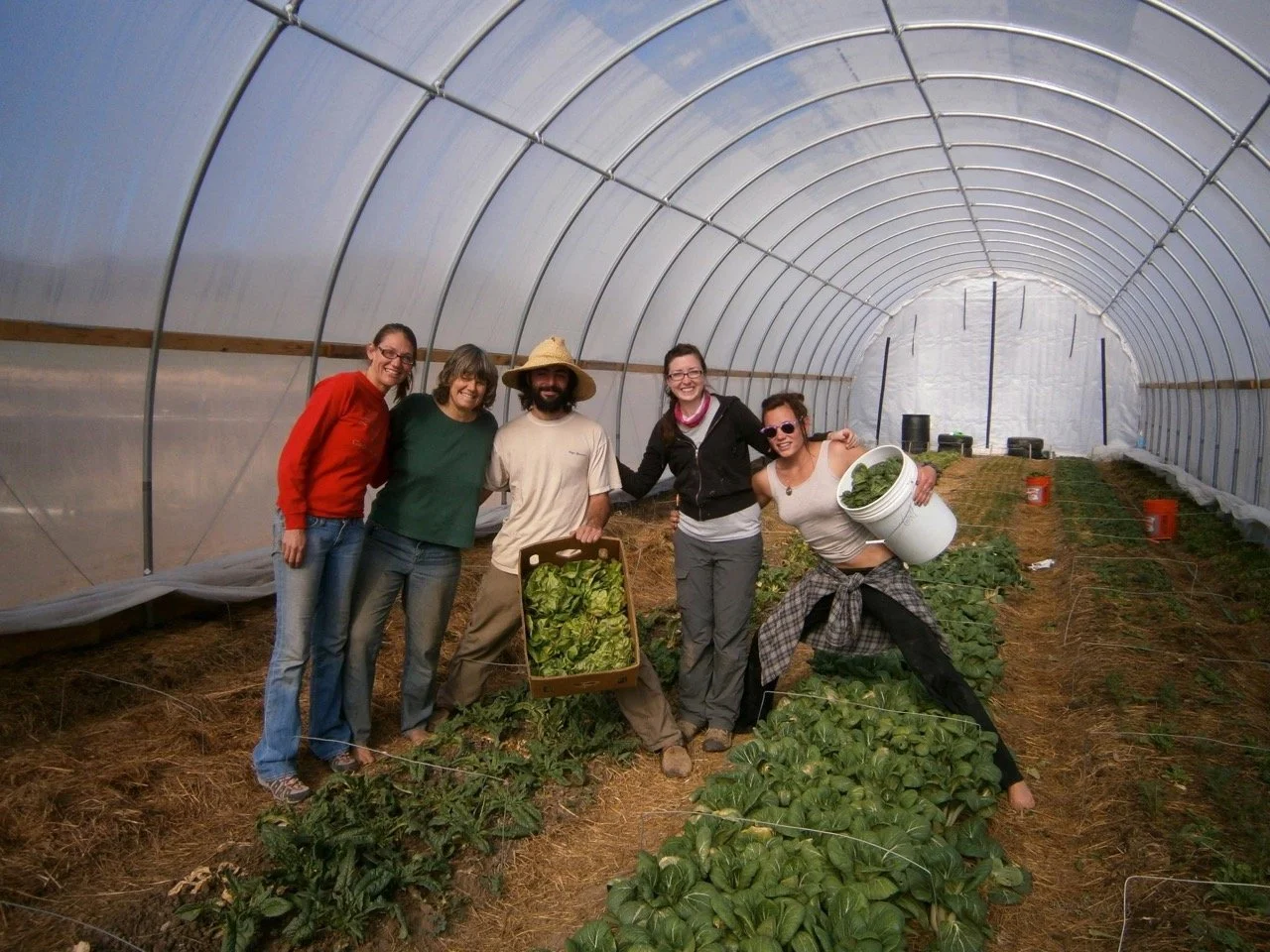 Happy farmers harvesting in the high tunnel.