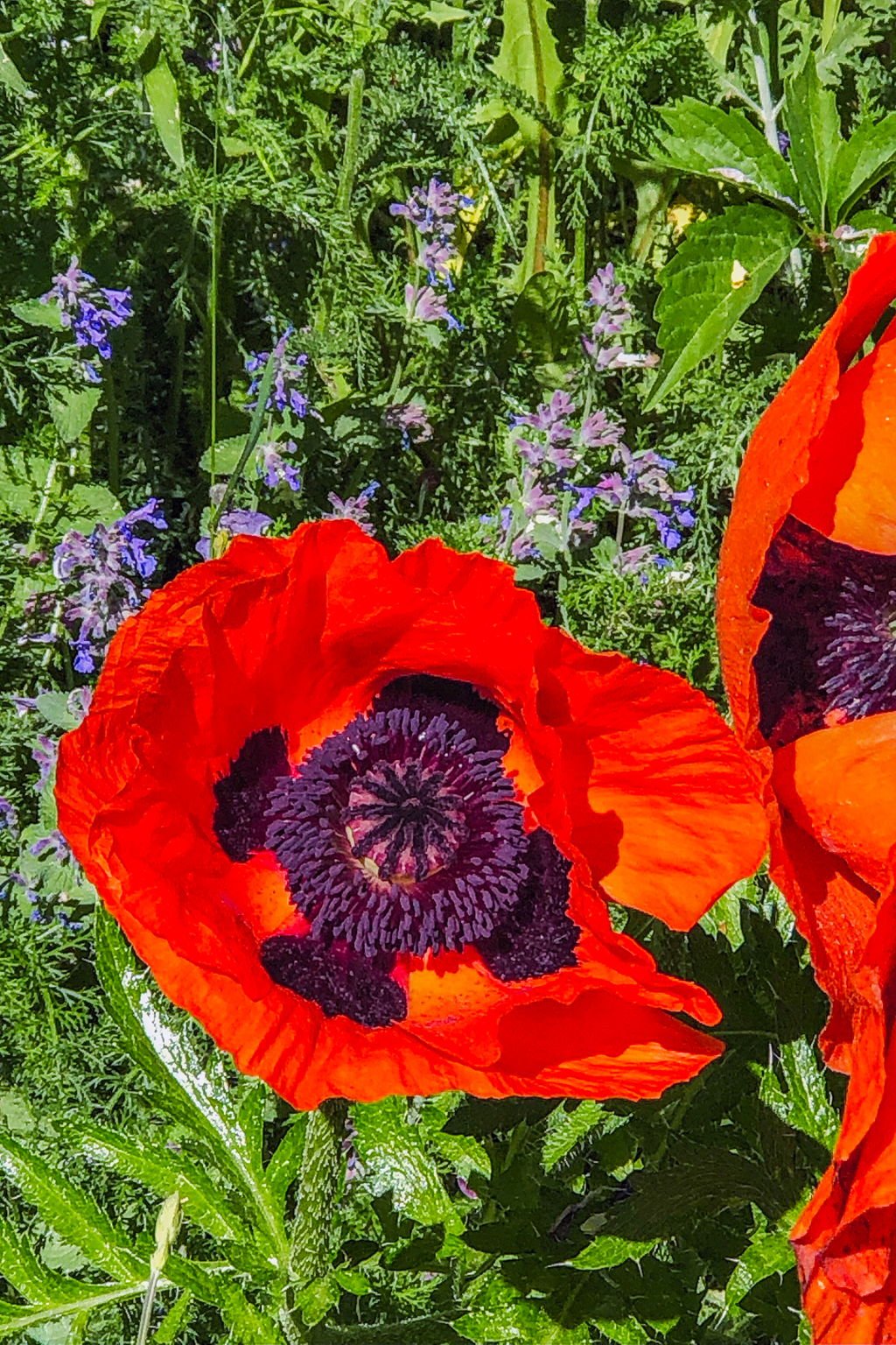 Close-up of a vibrant orange-red poppy flower with a dark purple-black center, surrounded by green foliage and small purple flowers in the background.