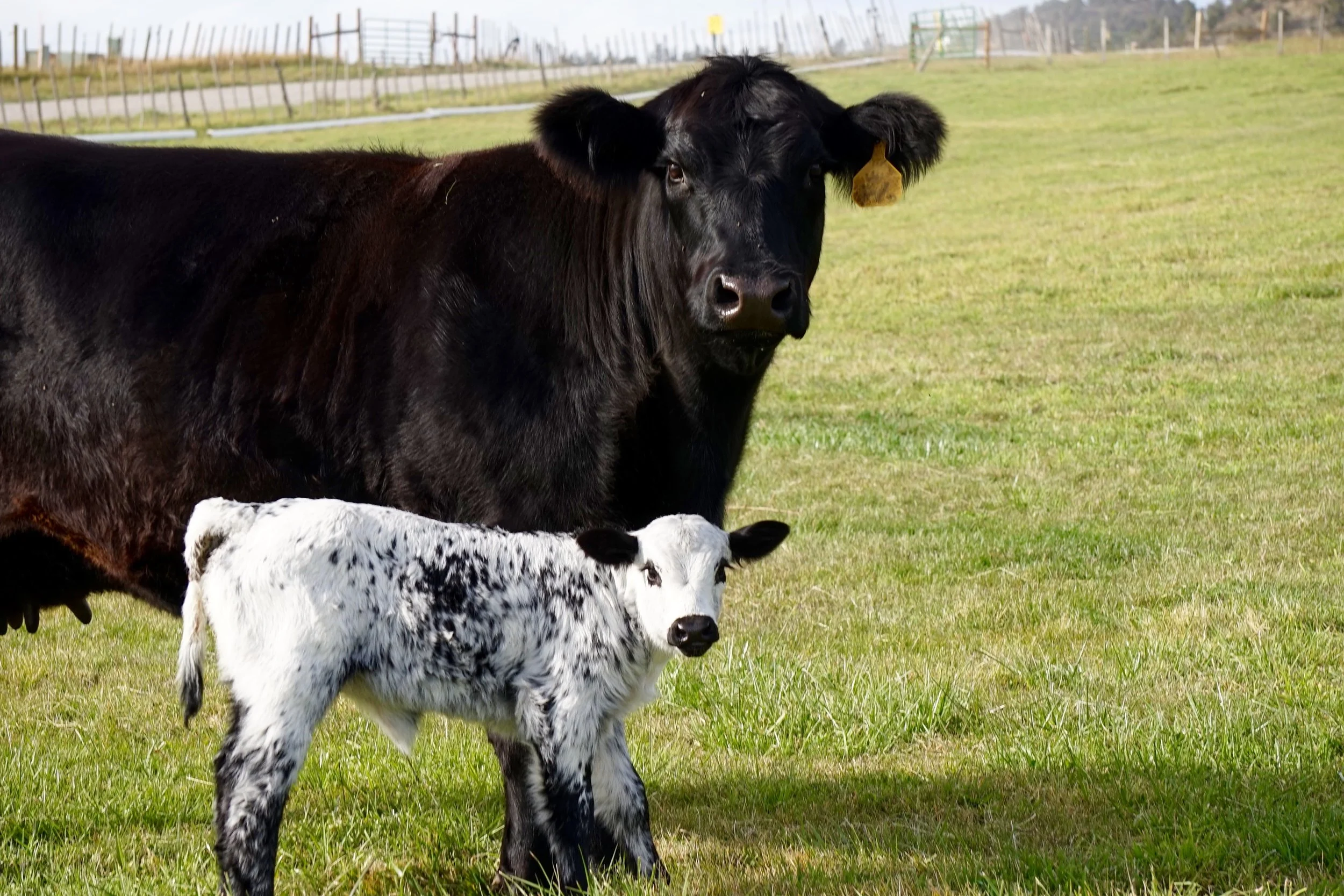 Happy calf, proud mama.