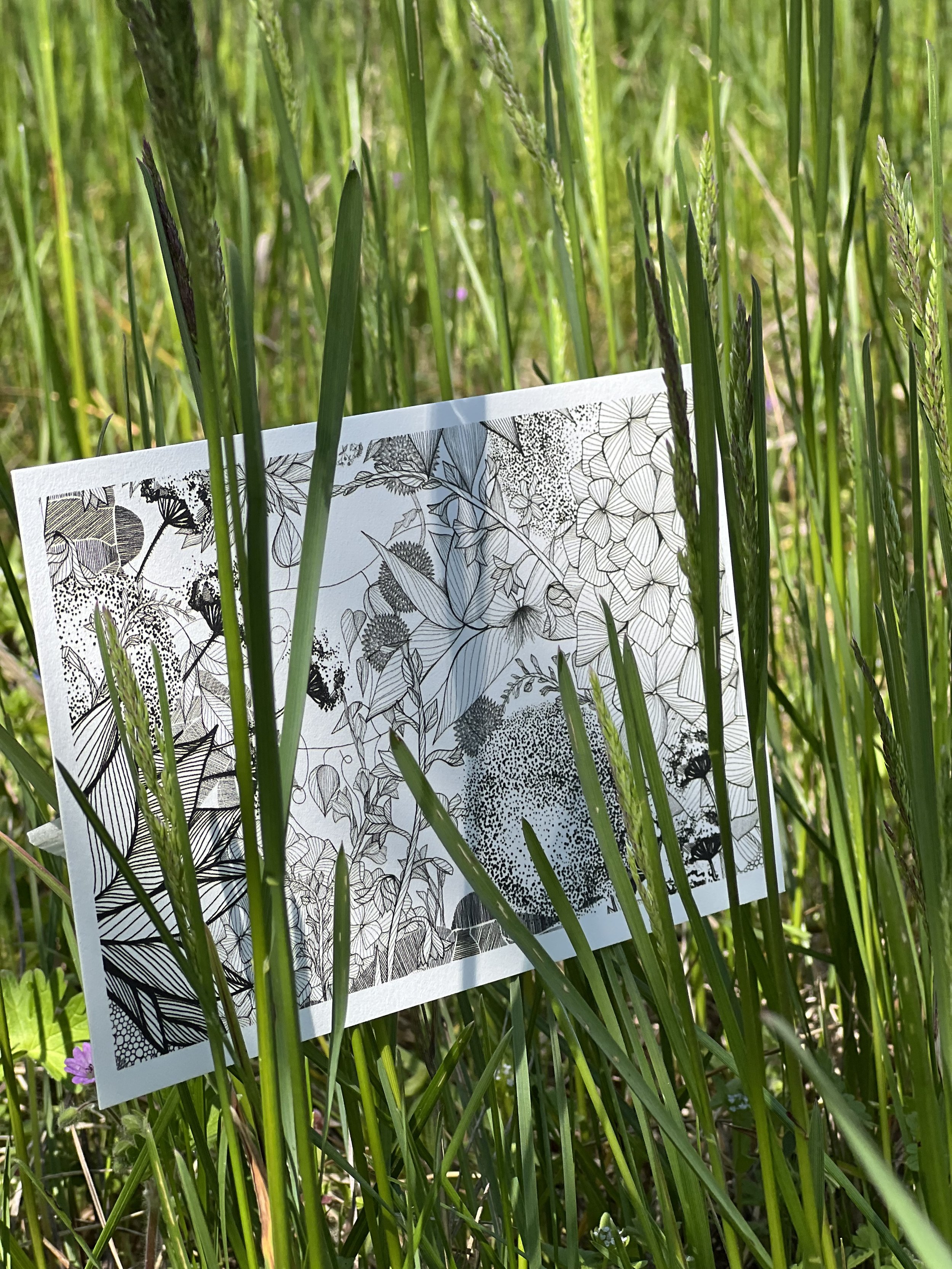 A black and white coloring page paper with botanical illustrations, partially obscured by tall green grass, in a natural outdoor setting.