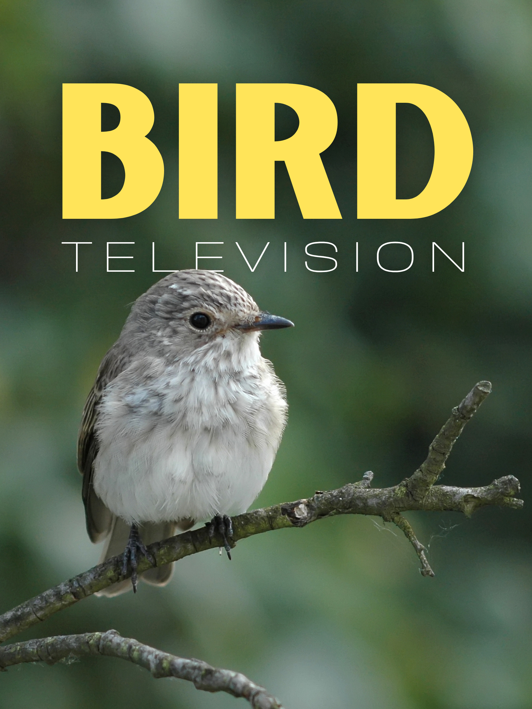 Bird TV