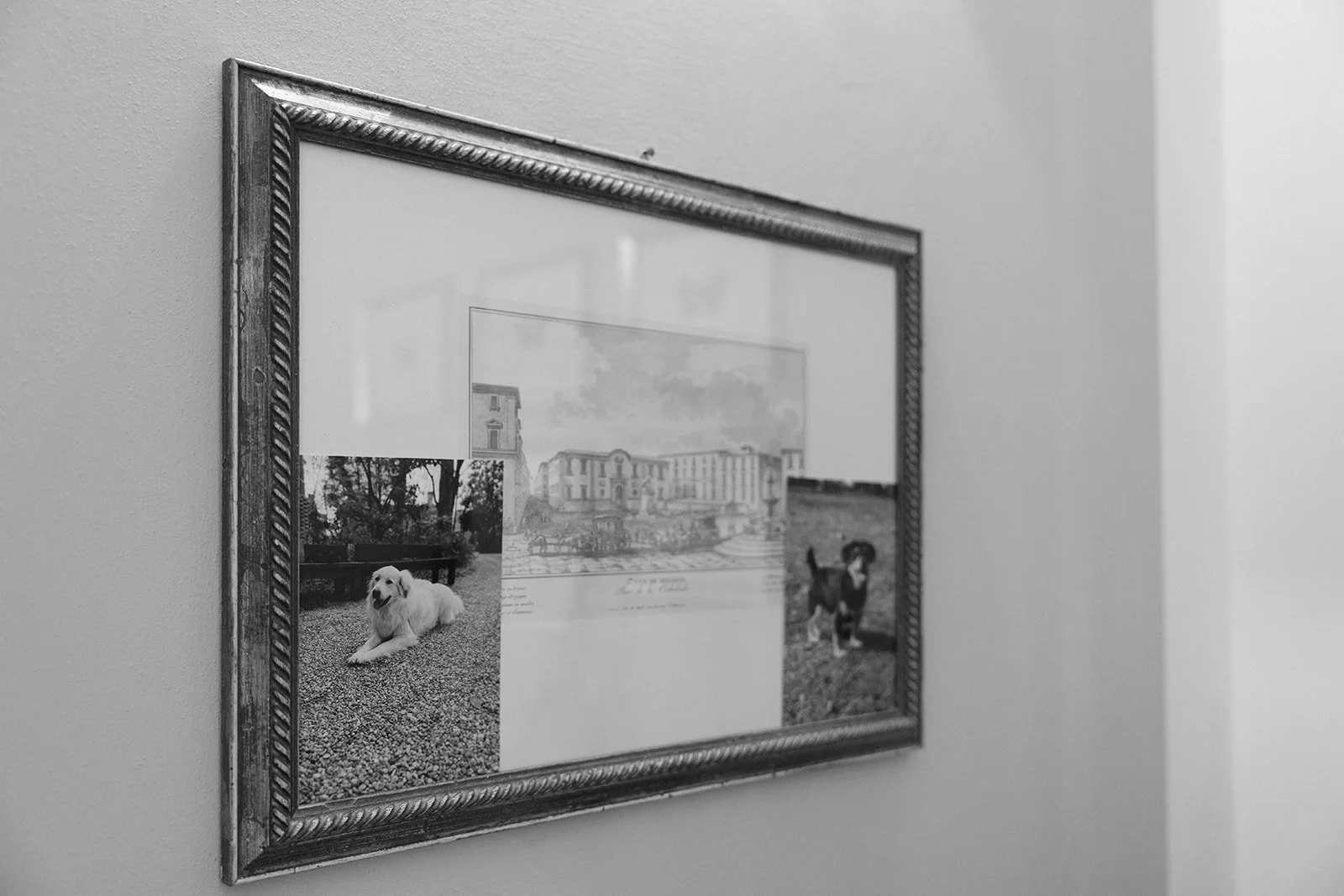 A framed collage of three photos on a wall, including a dog lying on gravel, a drawing of a building, and a small dog standing on grass.