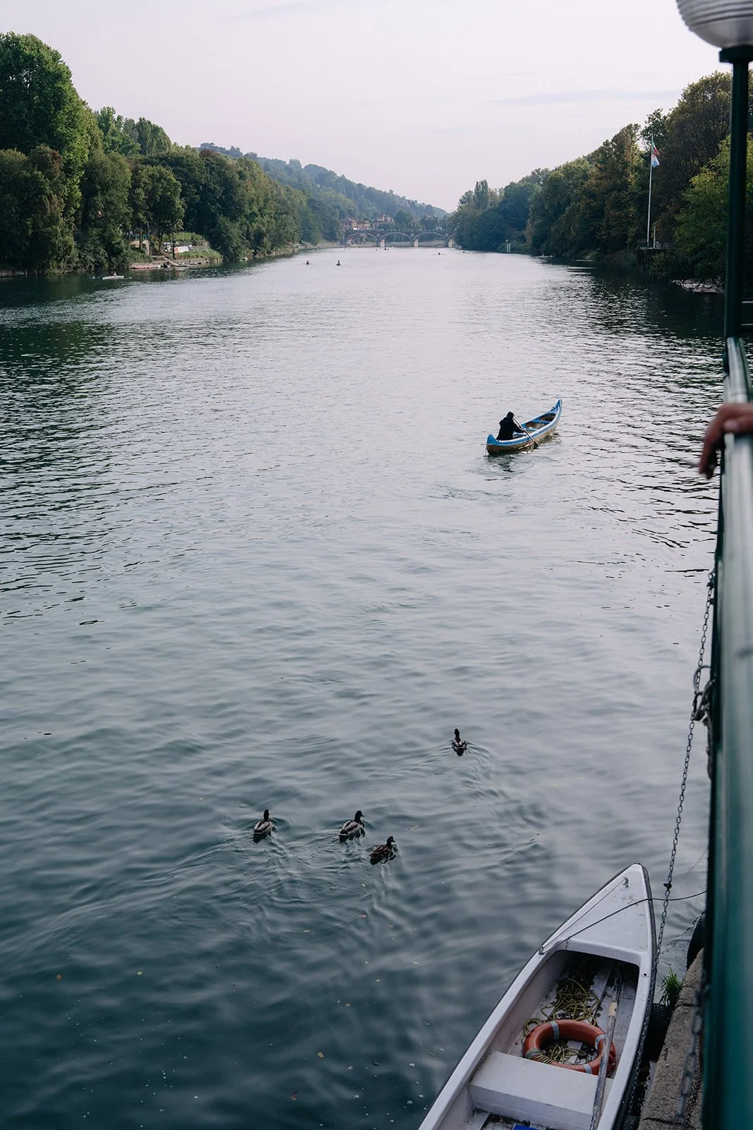 A river with a boat with a person, ducks swimming near the boat, and a bridge in the background surrounded by trees.