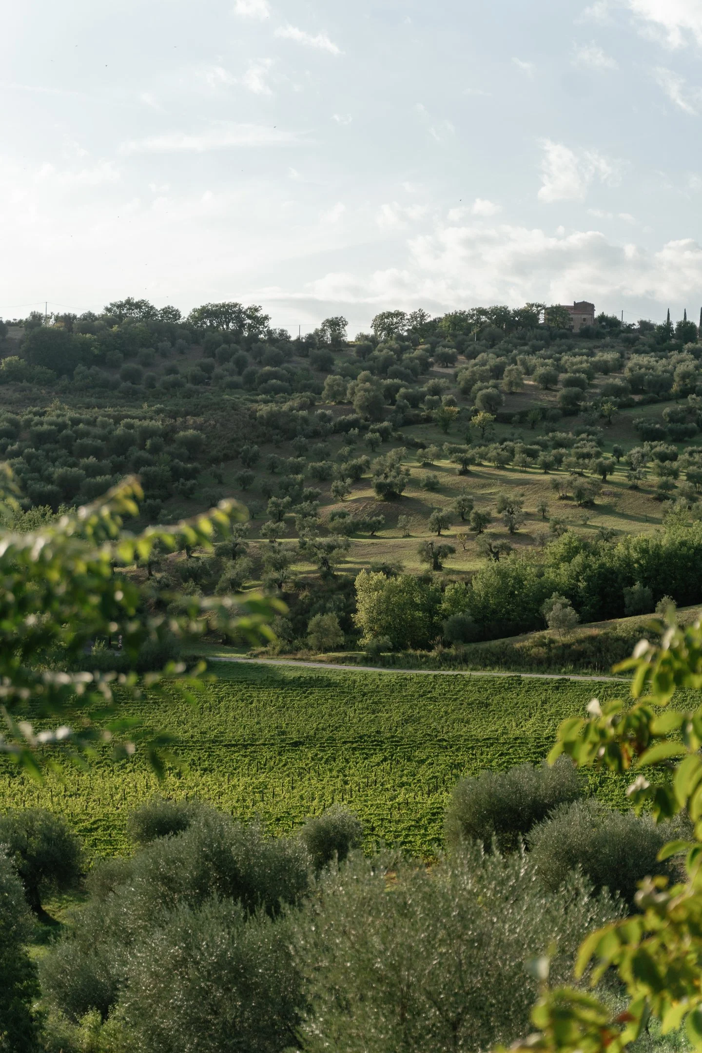 A scenic view of rolling hills covered with trees and vineyards under a partly cloudy sky.