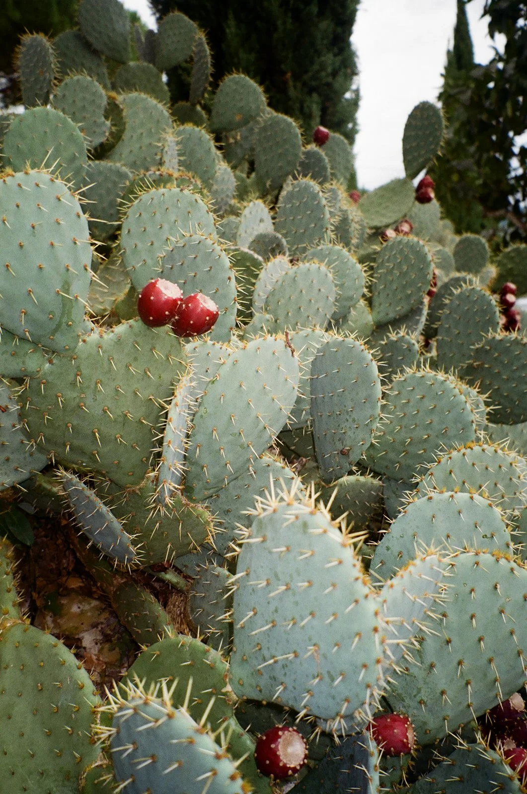 Close-up of prickly pear cacti with green pads and red fruit, outdoors with trees in the background.