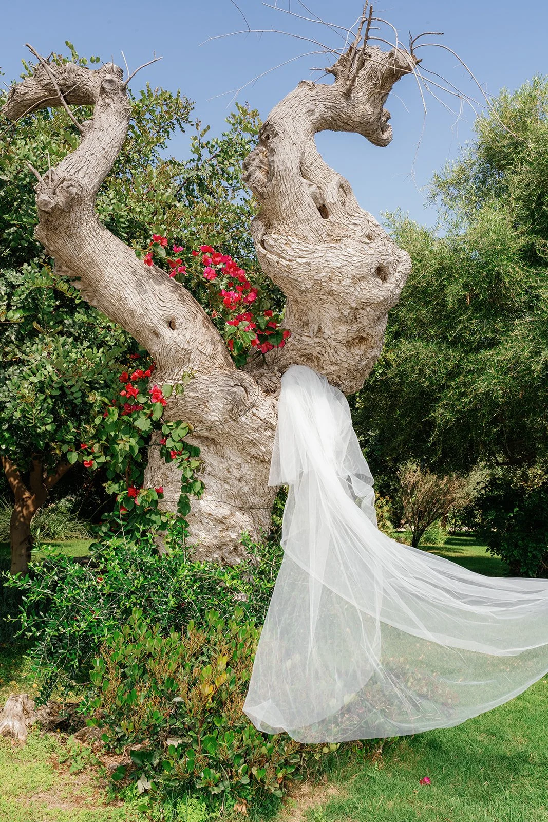 A large, gnarled tree with thick branches and rough bark stands in a lush green garden. A veil is draped over the tree, creating the appearance of a wedding dress hanging from the branches. Bright pink flowers and other greenery surround the tree, wi