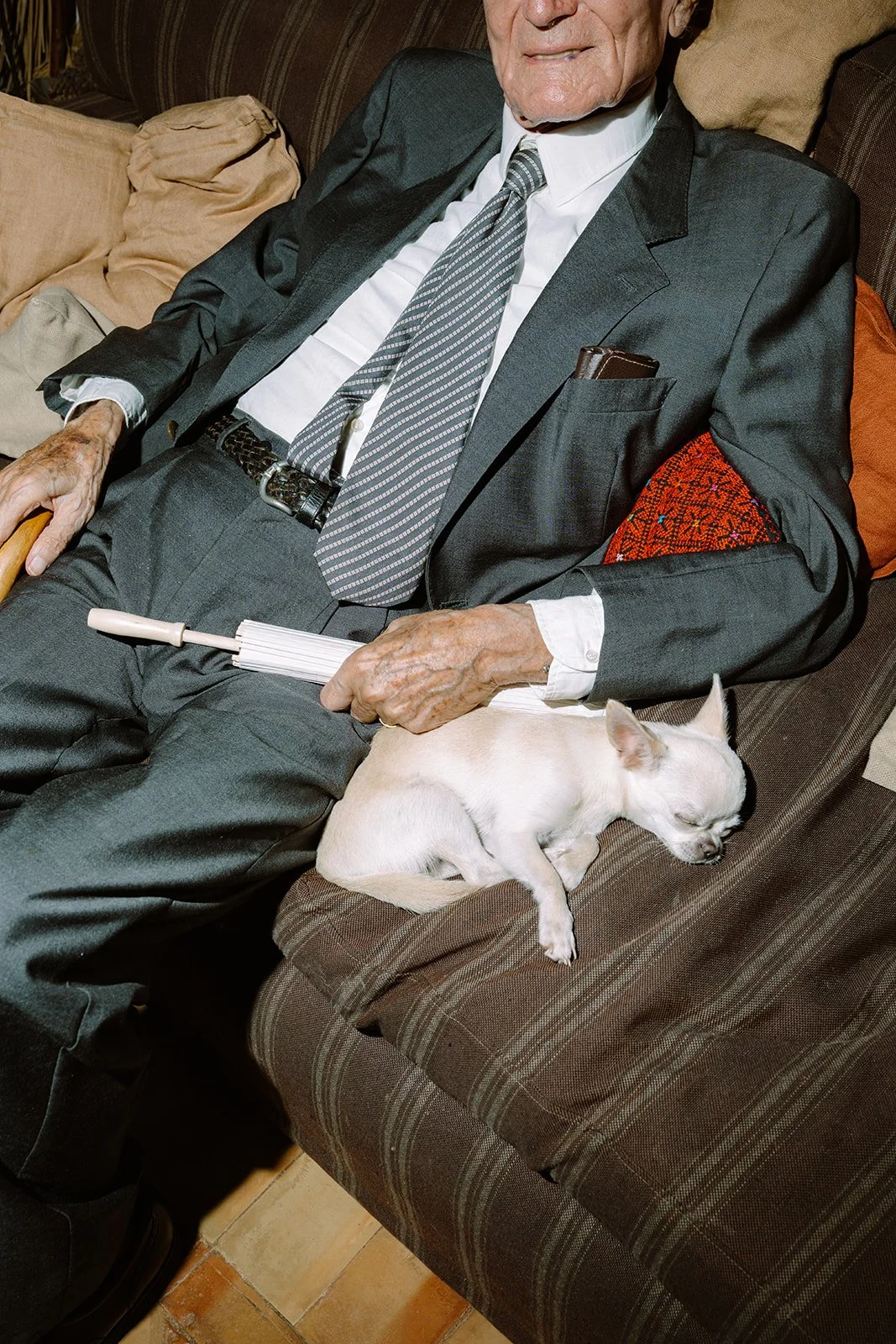 Older man in a suit and tie sitting on a brown striped couch with a small white dog sleeping on his lap.