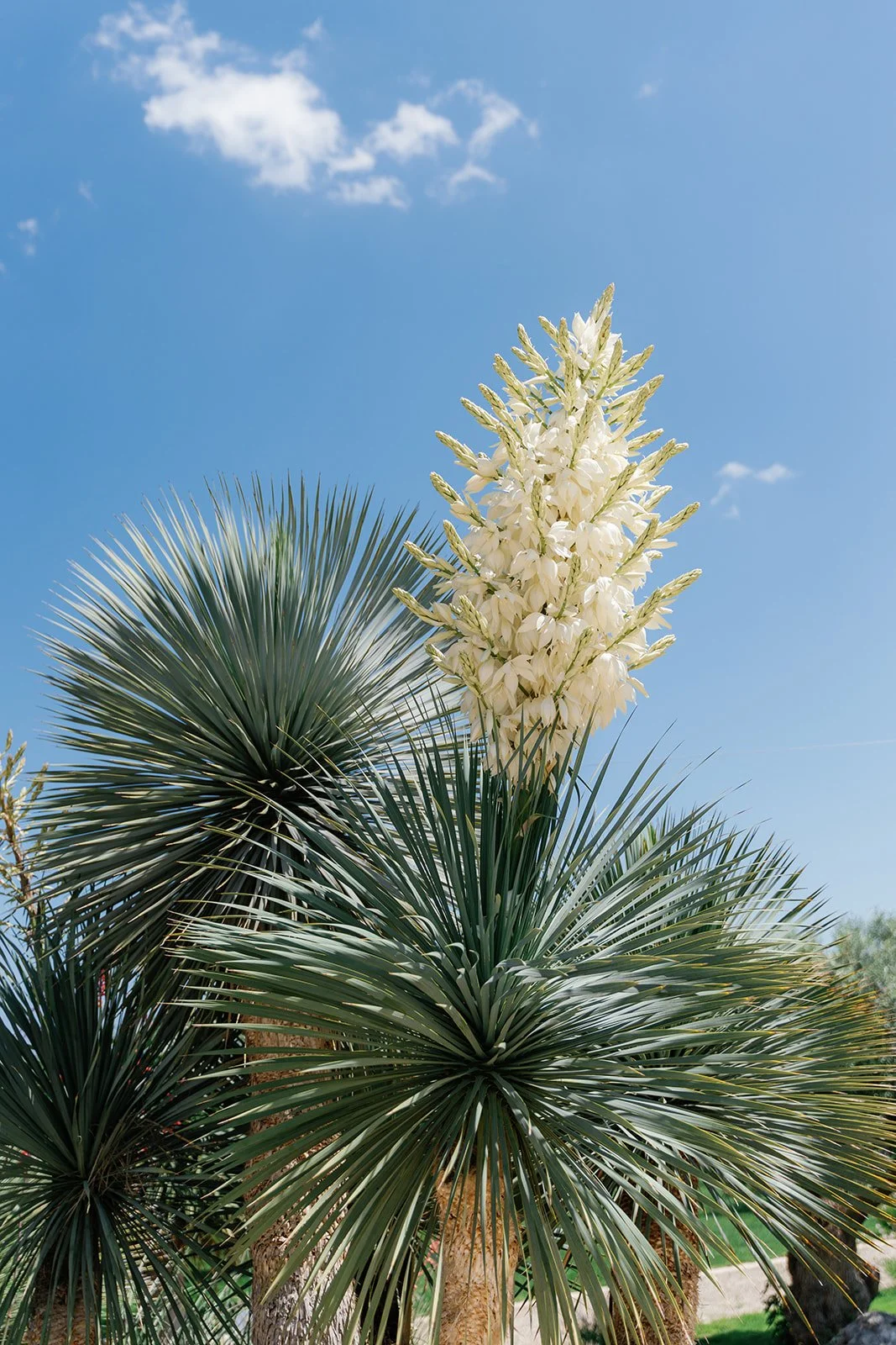 A tall plant with large, spiky green leaves and a tall white flower spike against a blue sky with scattered clouds.