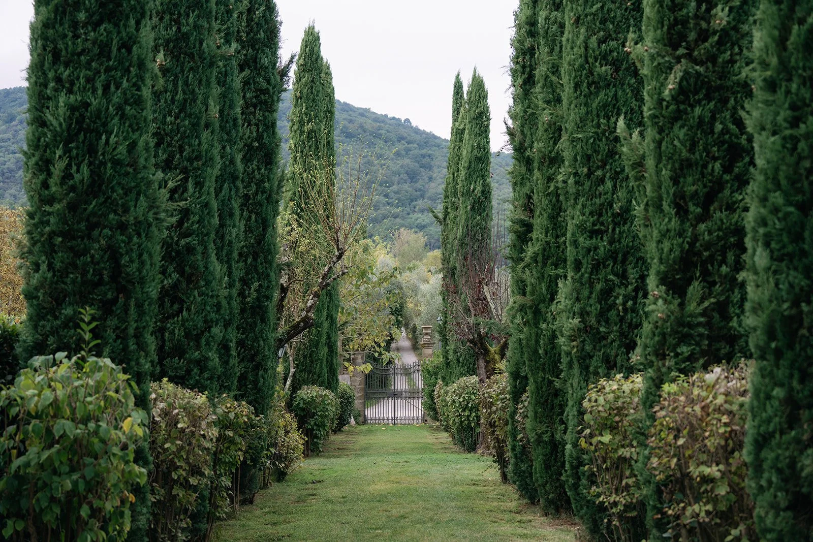 A pathway lined with tall green cypress trees and bushes leading to a gate, with mountains in the background.