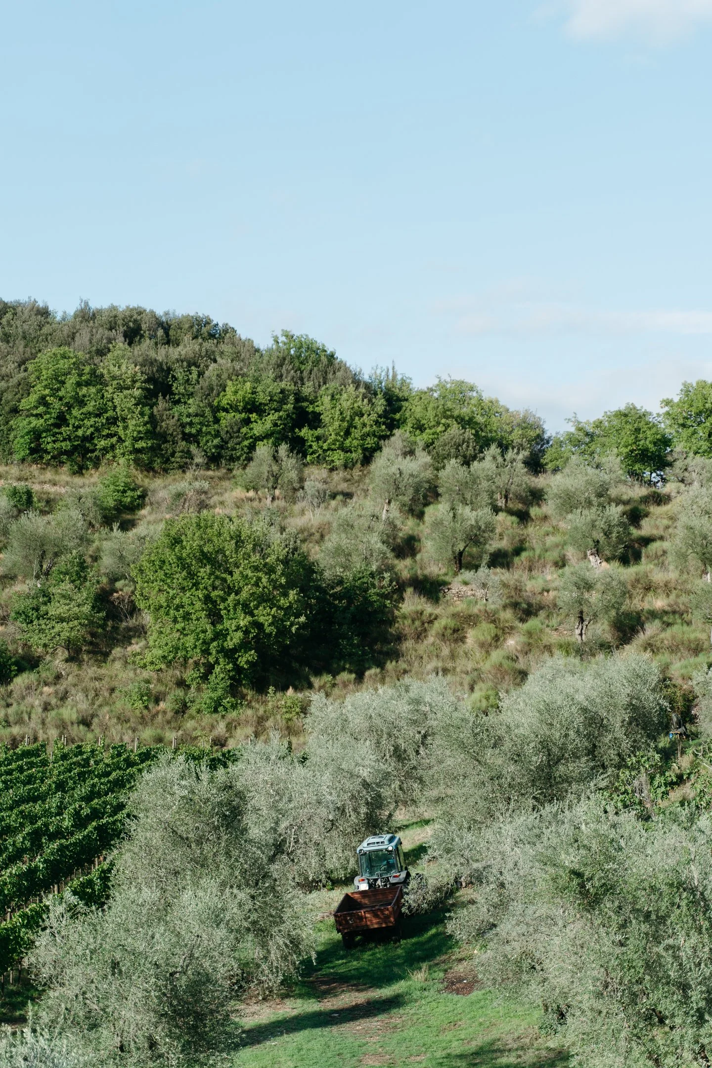 A tractor working in an orchard with rows of trees, surrounded by lush greenery under a clear blue sky.