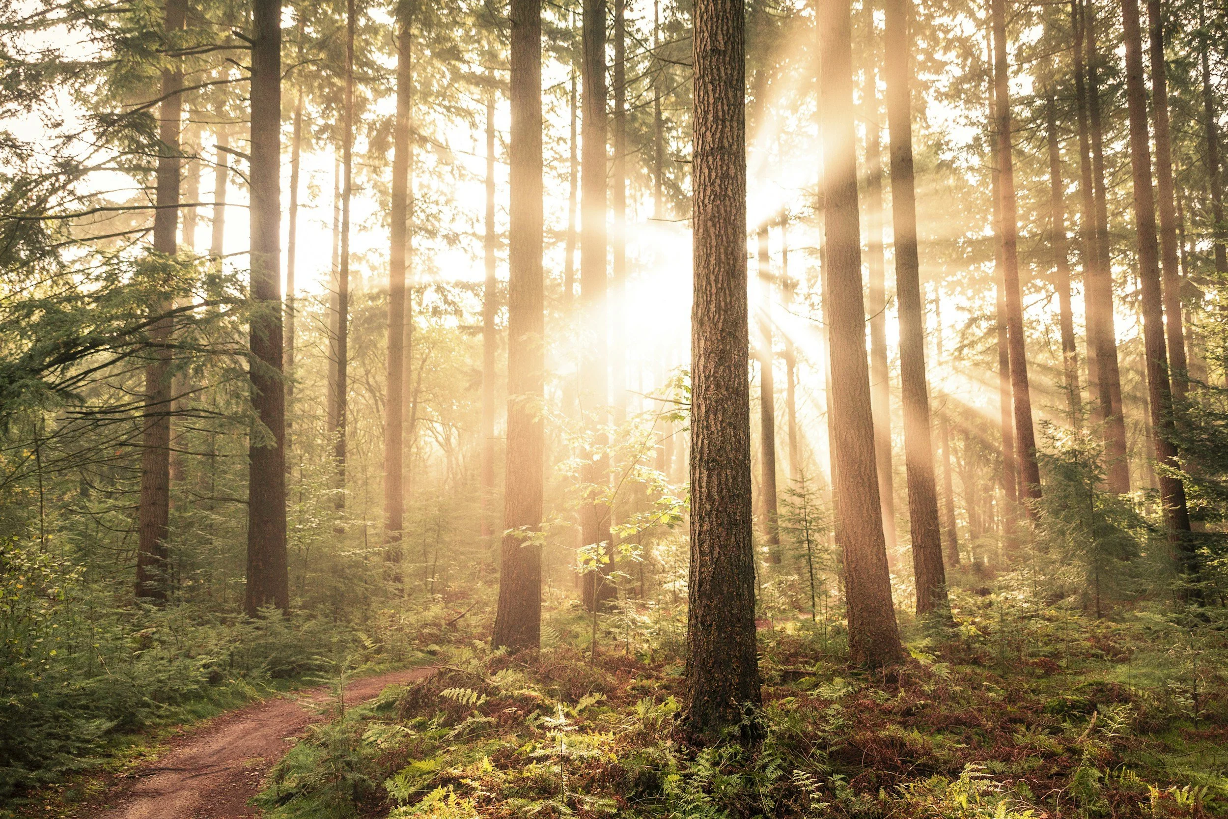 Sunlight shining through tall trees in a dense forest, illuminating a narrow dirt path.