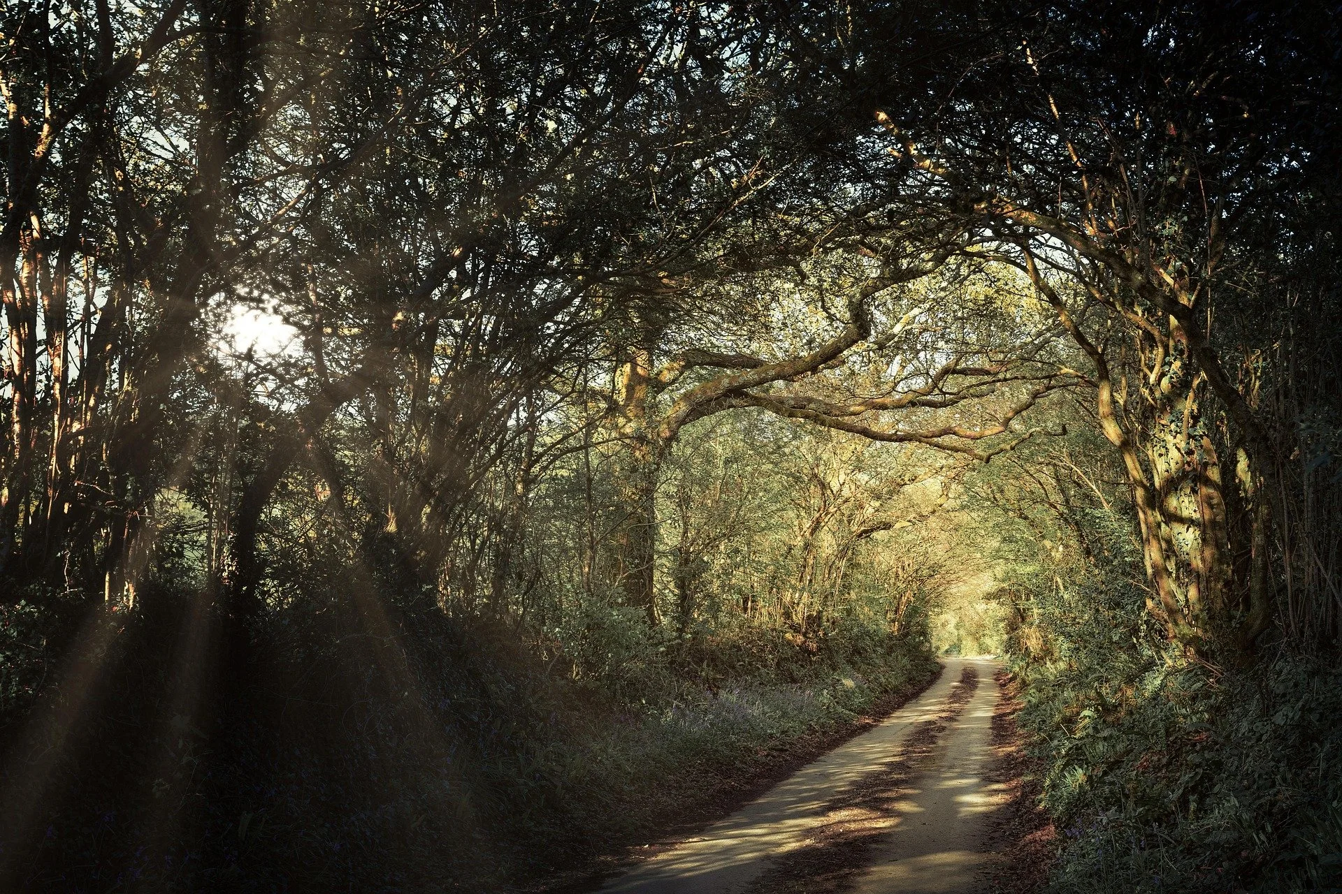 A dirt road runs through a wooded area with dense tree canopies on both sides, sunlight filtering through the branches.